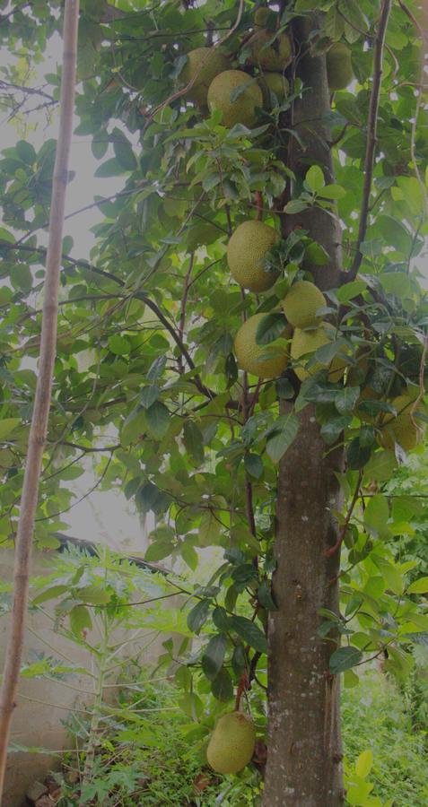Coco Homestay *